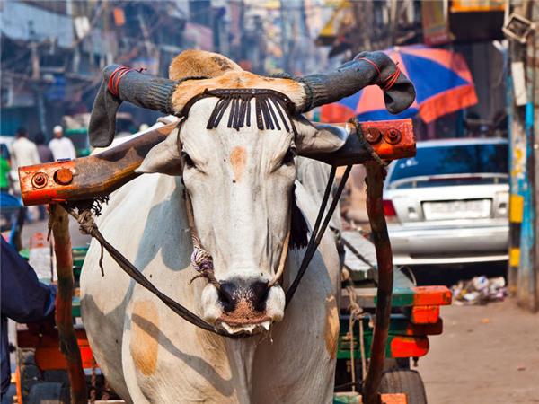 Kerala to Goa with added comfort vacation