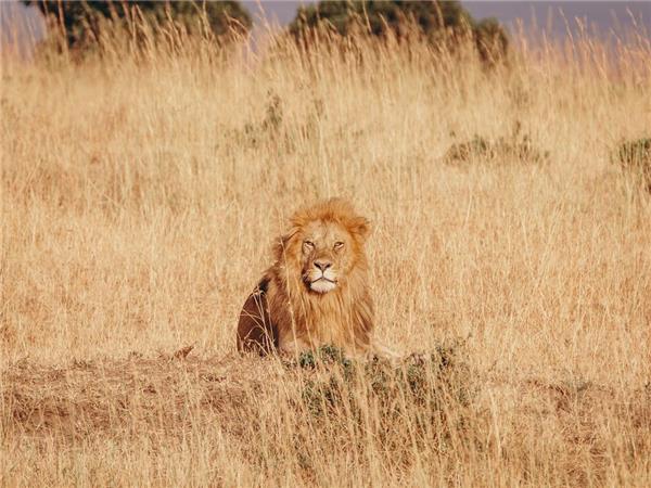 Gorilla safari and game parks, Uganda