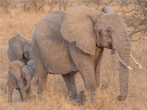 Premium Tanzania holiday, small group
