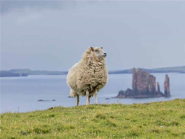 Shetland Isles wildlife vacation