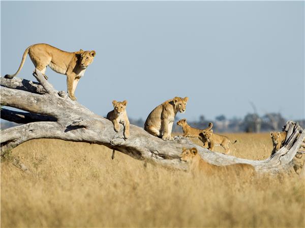 Botswana and Zimbabwe lodge safari