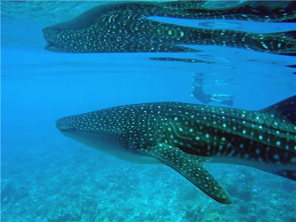 Maldives vacation, wildlife cruise