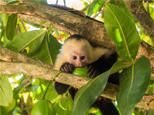 Natural highlights tour of Costa Rica
