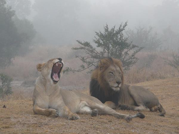 Nine day wildlife safari, South Africa 