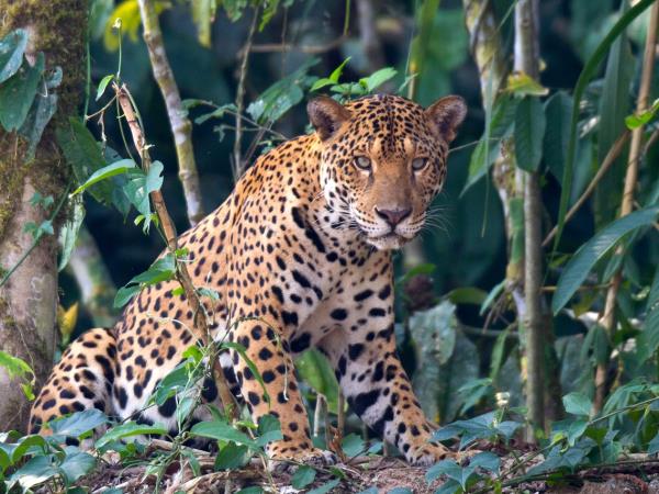 Amazon conservation project in Peru