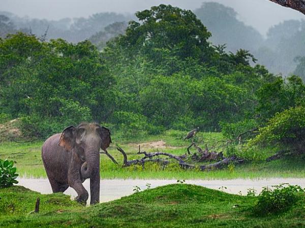 Elephant conservation in Sri Lanka