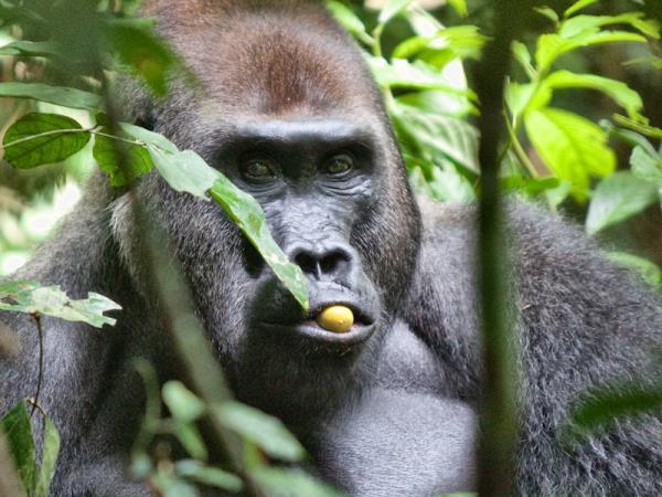 Cameroon vacations & tours in 2025 & 2026 | Responsible Travel