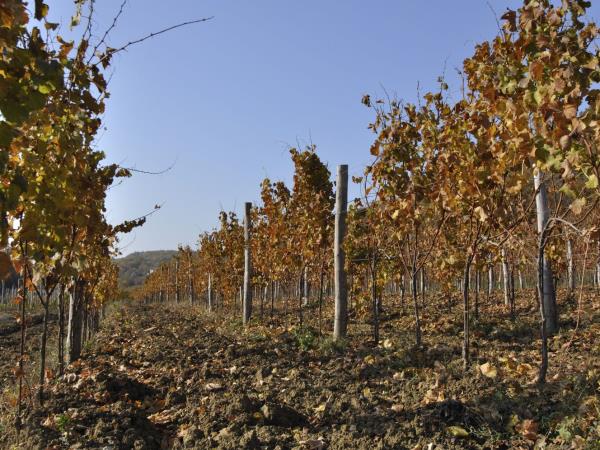 Croatia wine tour by bike