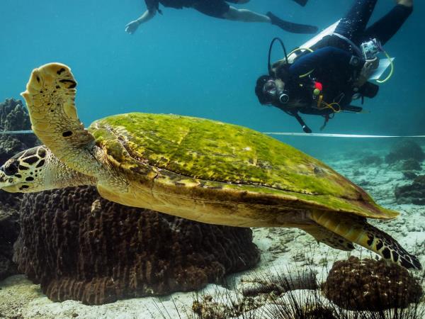 Marine conservation vacation in Thailand