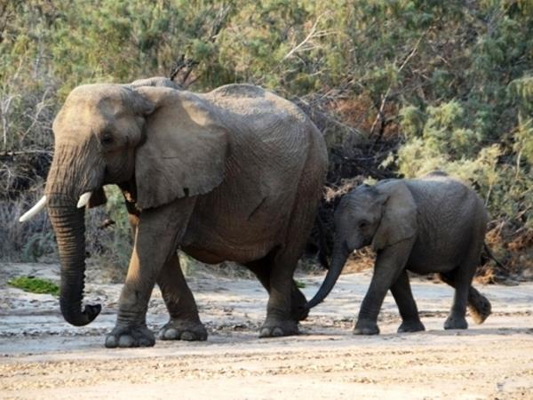 Elephant conservation volunteering in Namibia