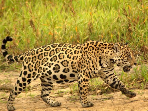 Jaguar watching safari of the Pantanal, Brazil
