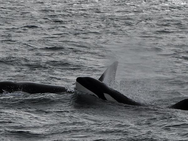 Killer whale watching tour in Argentina