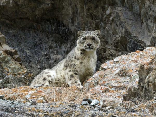 Snow Leopard tracking in the Himalayas