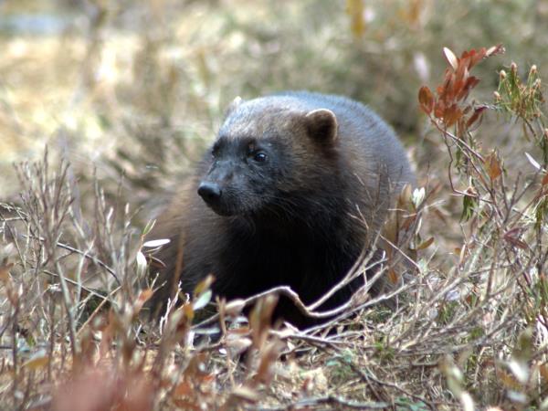 Wolverine photography tour in Finland