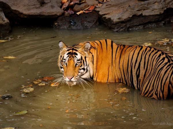 Bengal Tiger Safari Holidays - Natural World Safaris