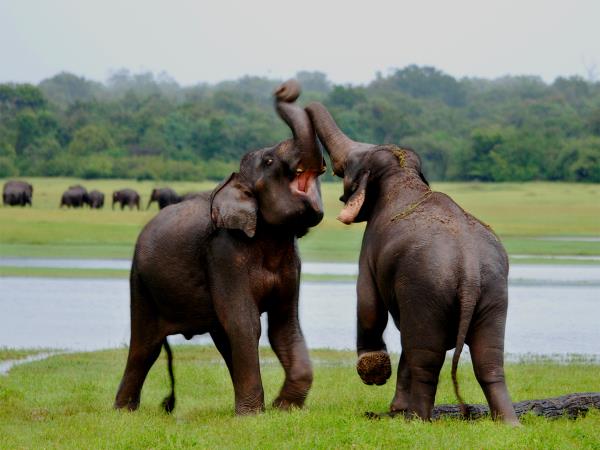 Wildlife tour and beach holiday, Sri Lanka