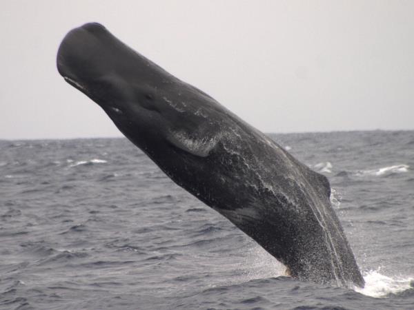 Whale watching in Faial, Azores