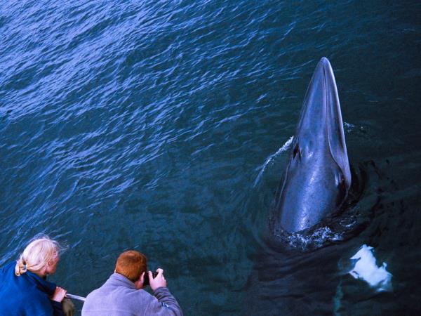 Wildlife vacation in the Isle of Mull, Scotland