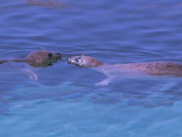 Swimming With Dolphins Helping Dreamers Do