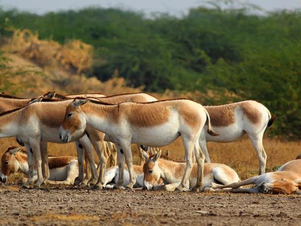 Gujarat vacations, Asiatic Lions, Blackbuck & Wild Asses