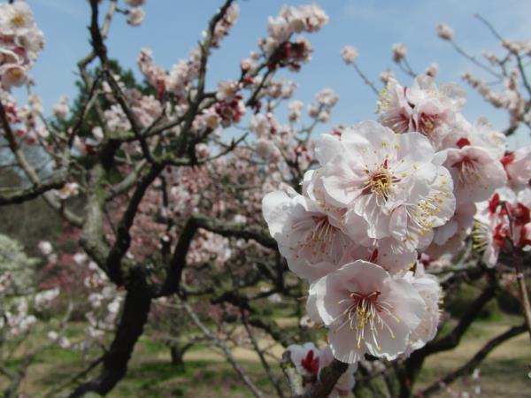 Shikoku Island vacation in Japan, tailor made