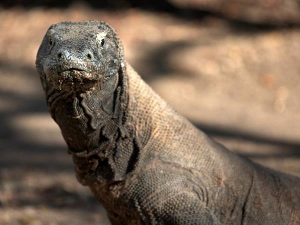 Komodo Dragons 4 day tour, Indonesia