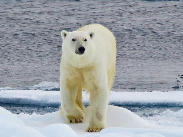 North Spitsbergen cruise, realm of the polar bear