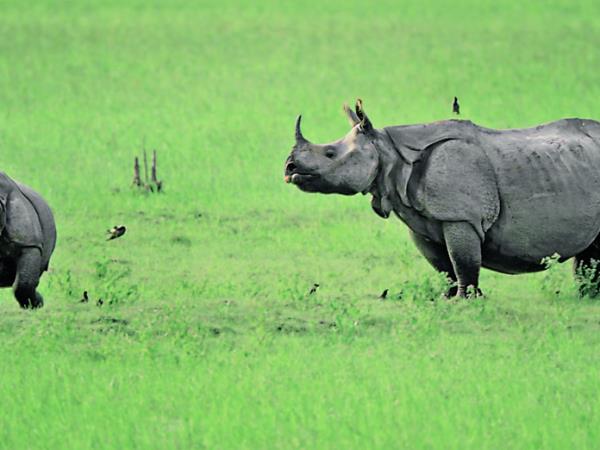 India wildlife safari tour of Kaziranga