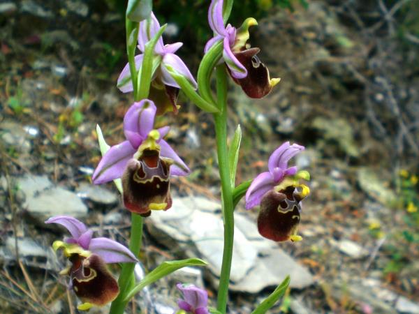 Hiking and botanical vacation on Karpathos Island, Greece