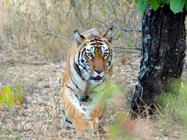 Central India vacation, trekking and culture