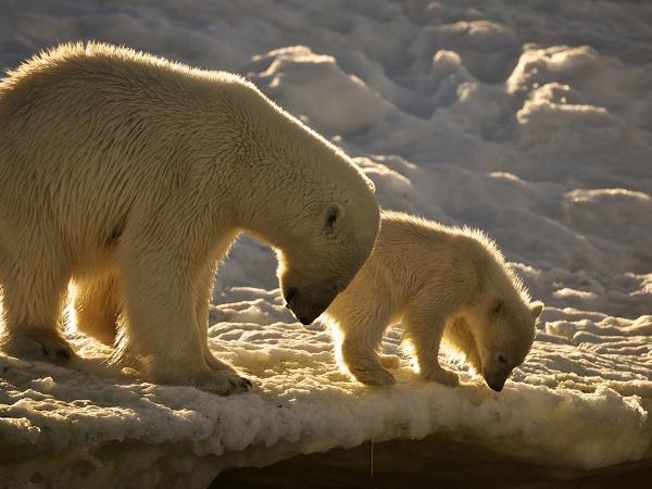 Svarlbard cruise in the Arctic