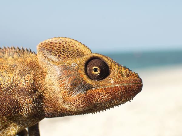 Private Madagascar tour
