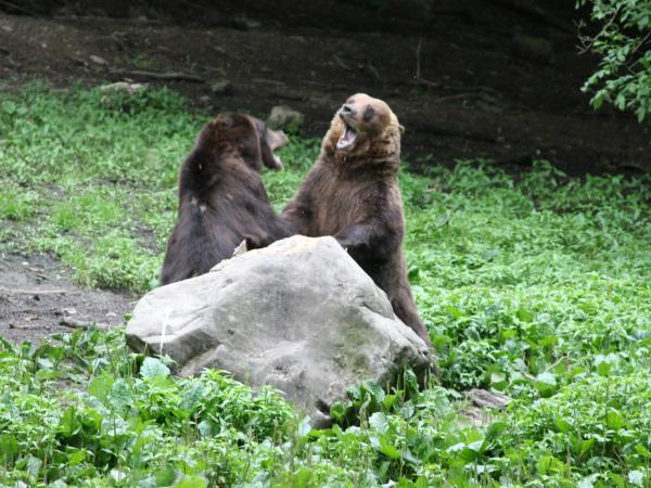 Romania wildlife vacation, bear tracking and birdwatching