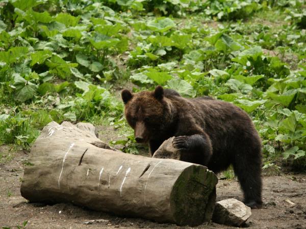 Romania wildlife holiday, bear watching and tracking