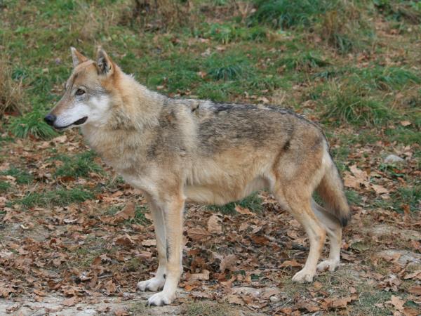 Wolf tracking and watching holiday in Transylvania
