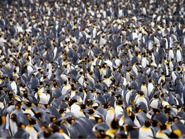 Ross Sea & Antarctic Circle voyage 