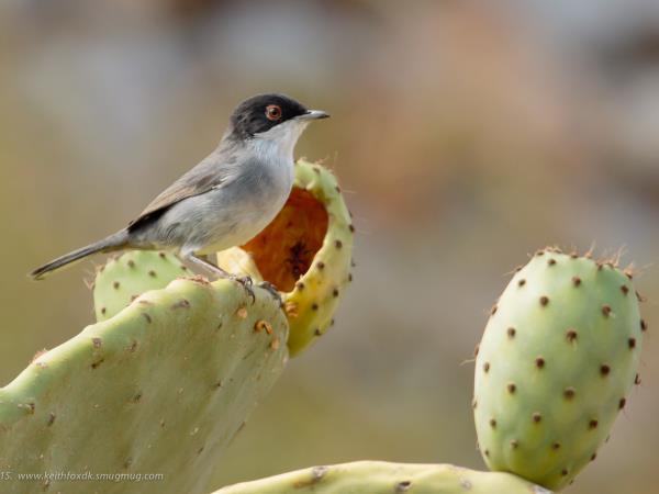 Birdwatching vacation in Greece