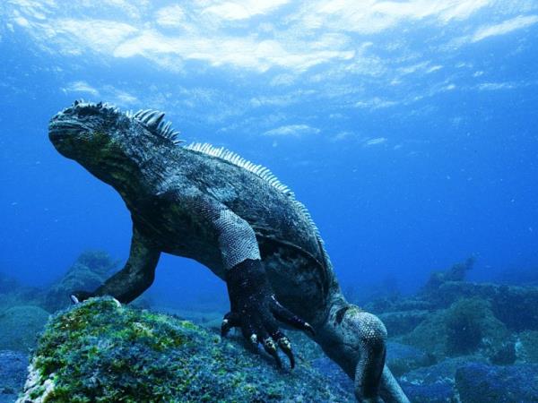 Classic Galapagos Island hopping