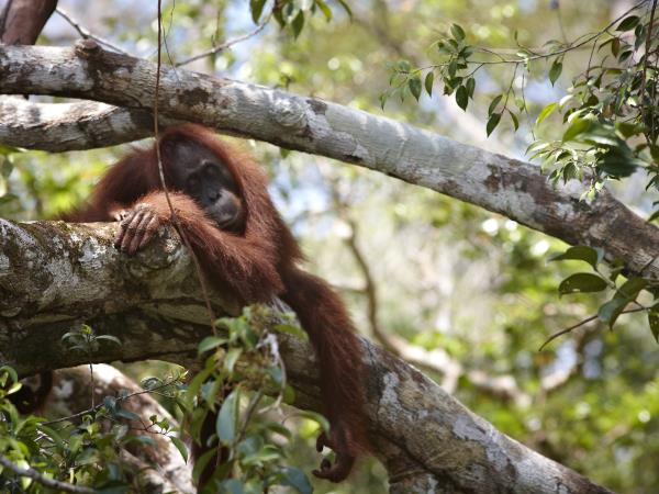Orangutan expedition in Central Borneo