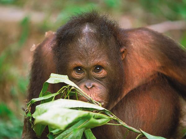 Borneo wilderness adventure vacation