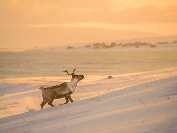 Arctic Norway photography vacation