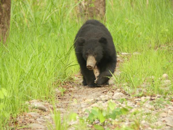Satpura tiger and sloth bear watching vacation, India