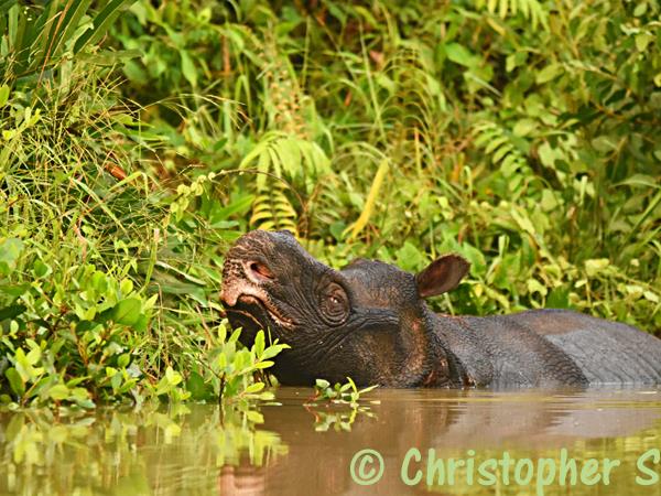 Wildlife vacations in Indonesia in 2025 & 2026 | Responsible Travel