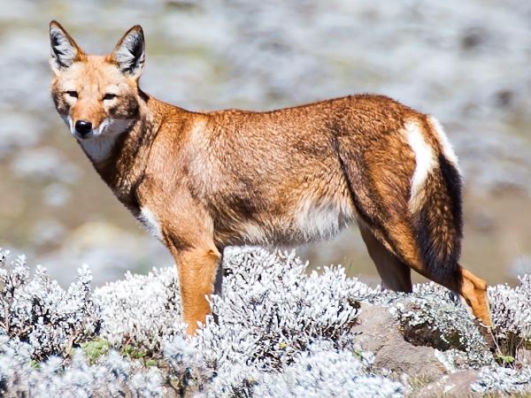 Ethiopia wildlife tours