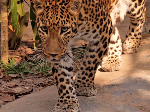 Laos Wildlife sanctuary volunteering vacation