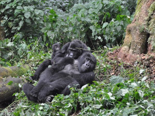 Classic Uganda safari and gorilla trekking