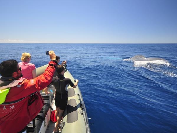 Blue whale Azores family vacation