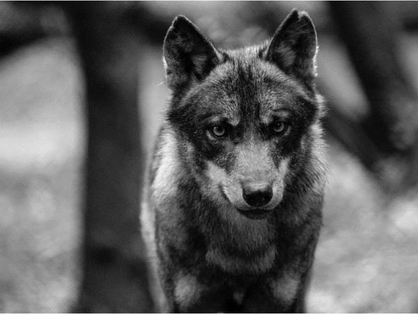 Volunteer at a wolf sanctuary in Portugal