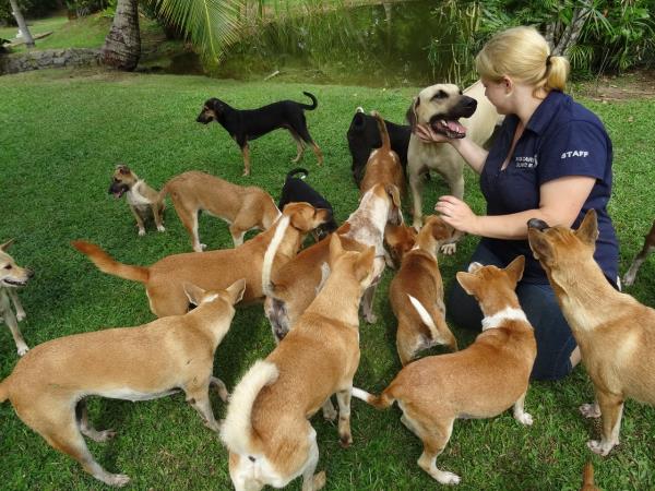 Sri Lanka dog shelter volunteering