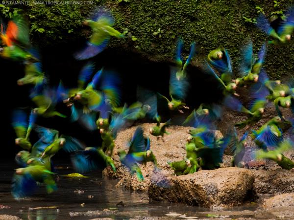 Galapagos and Amazon wildlife vacation